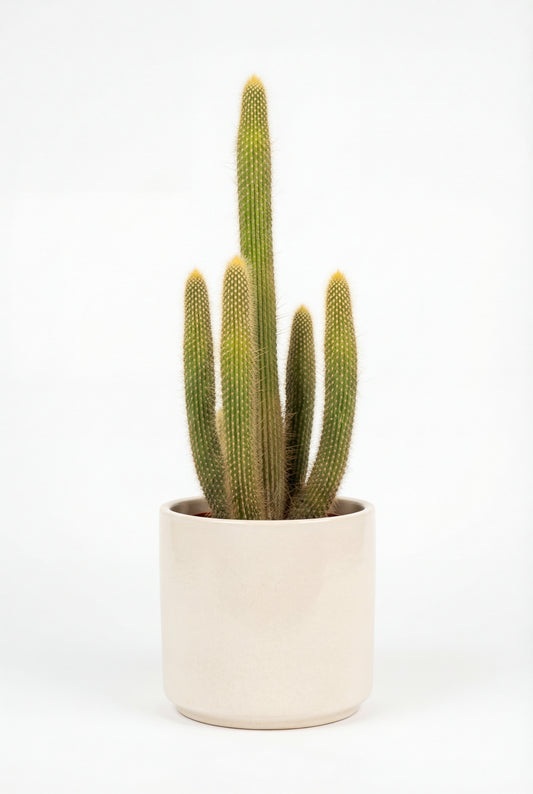 Cactus Lanoso Vatricania guentheri