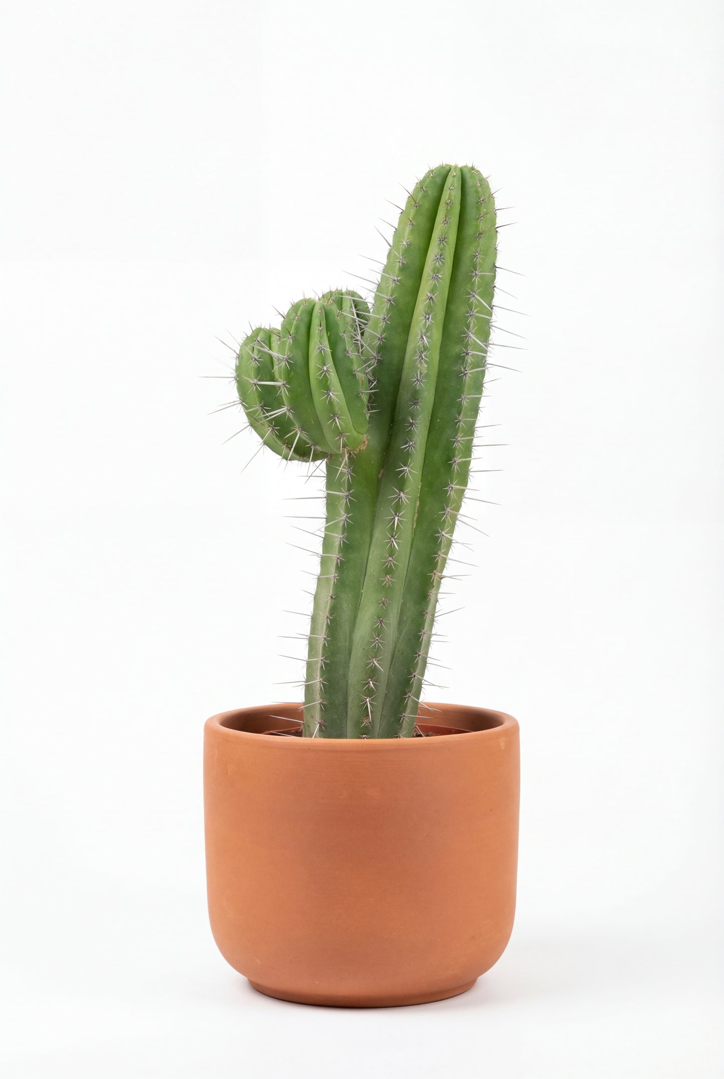 Cactus Chichituna