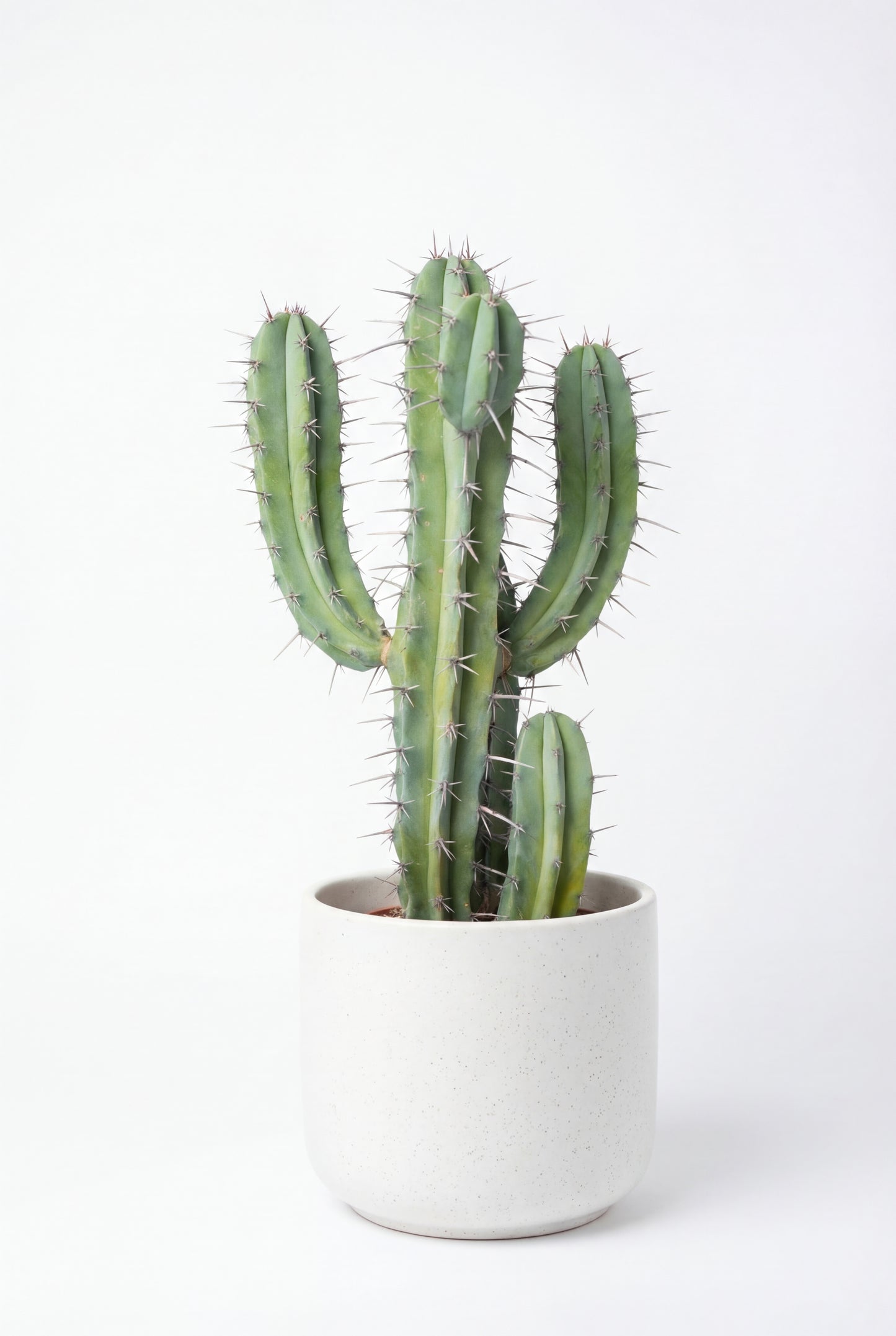Cactus Garambullo