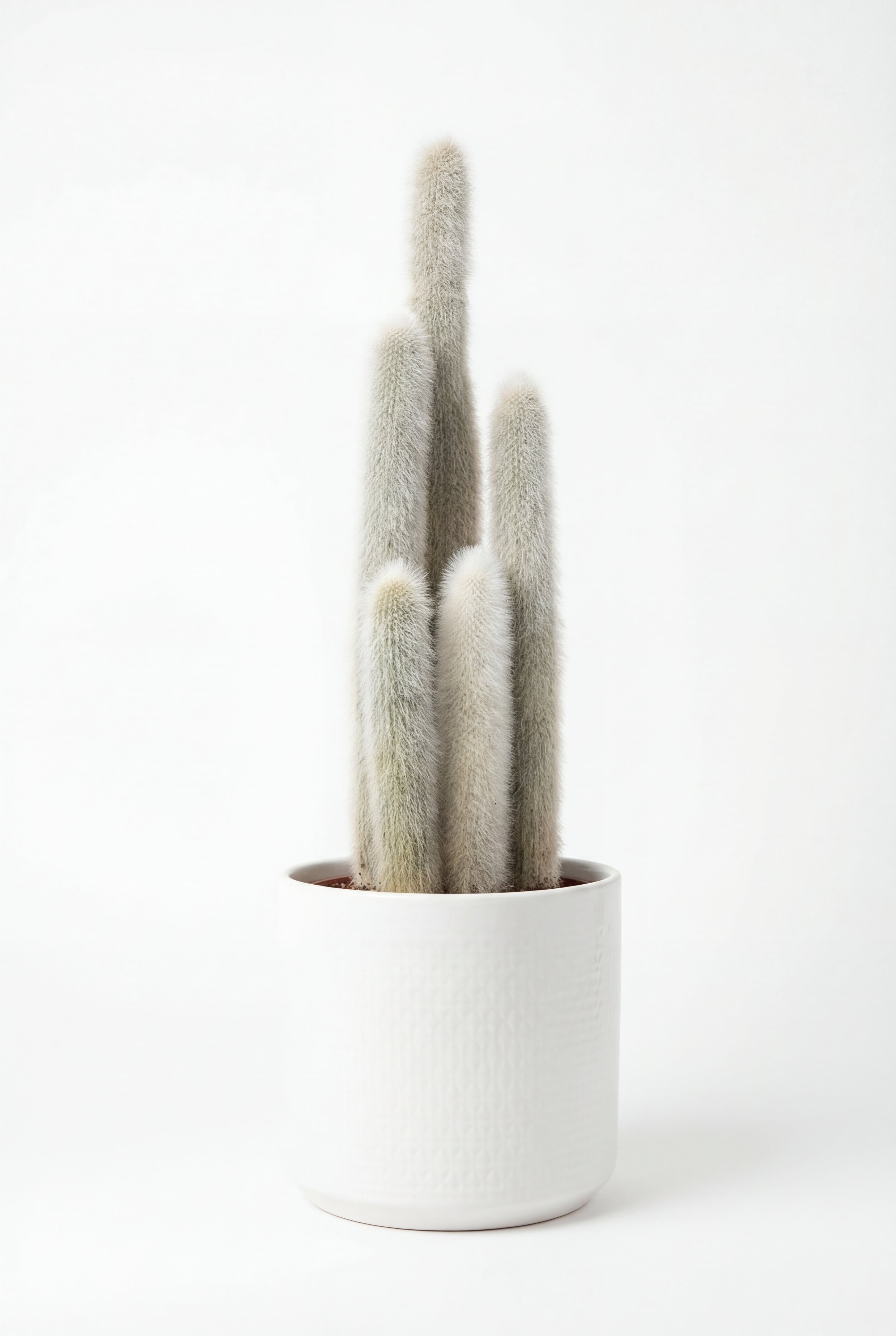 Cleistocactus strausii: cactus con espinas amarillas y textura