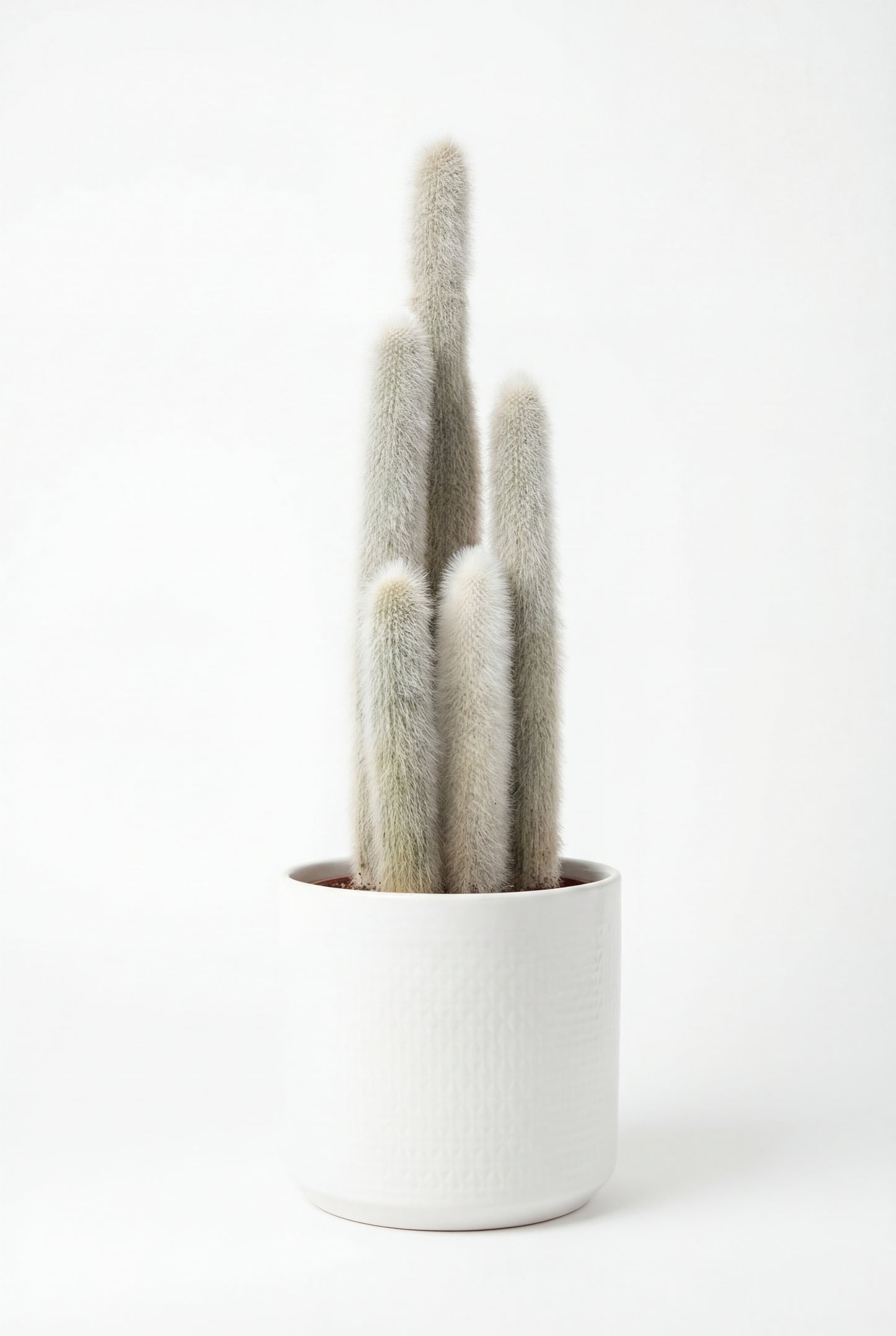 Cactus Antorcha Plateada