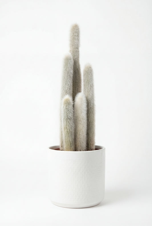 Cactus Antorcha Plateada