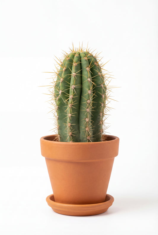 Cactus Achuma