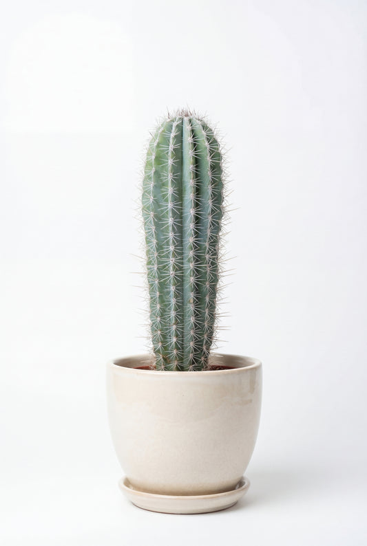 Cactus Cardón
