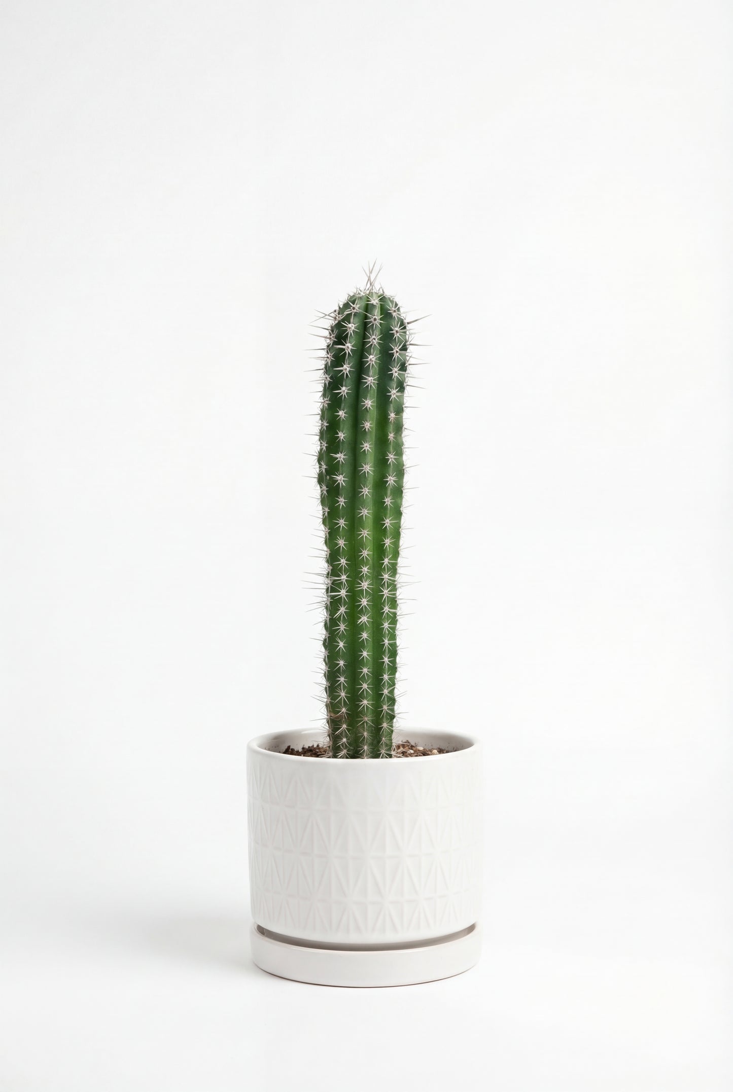 Cactus Cardillo | 25Ø 80-90cm